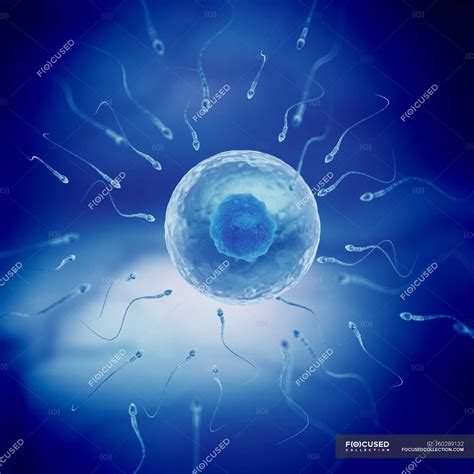 how are human egg cells similar to human sperm cells